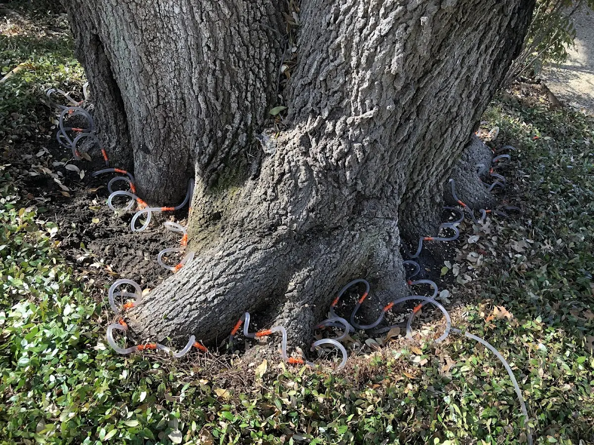 Detailed Tree Cabling and Bracing job site in Mathias