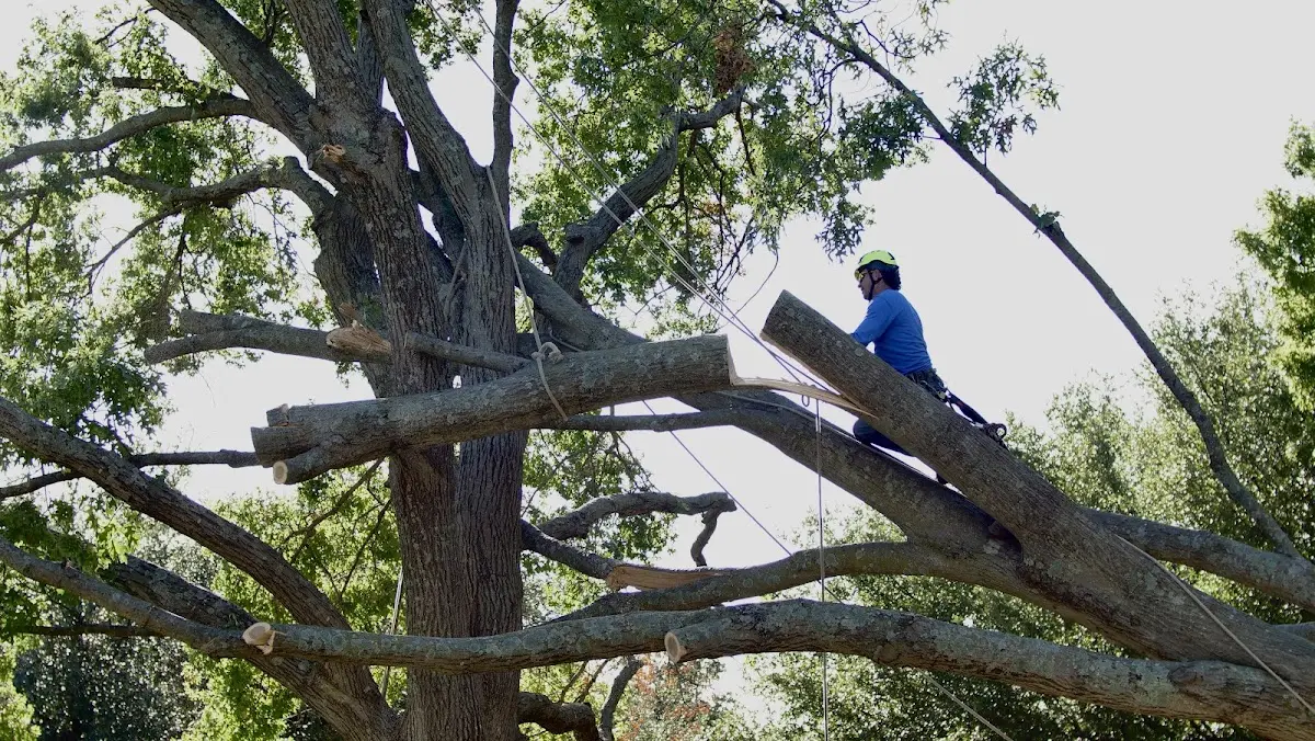 Professional Crown Thinning performed by certified arborists in Mathias