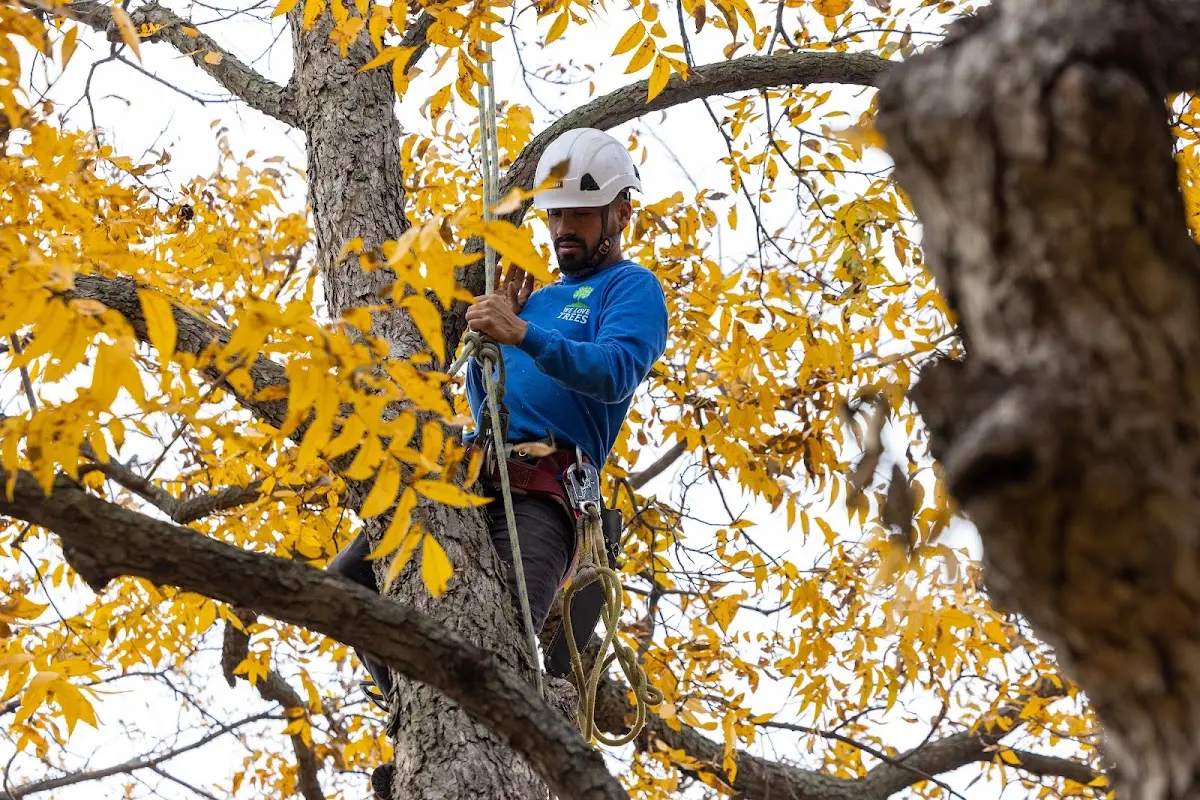 Skilled Tree Transplanting crew working in Mathias